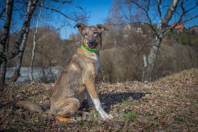 Собаки в Москве: Мудрая и понимающая малышка Молли в добрые руки Девочка, Бесплатно - фото 7
