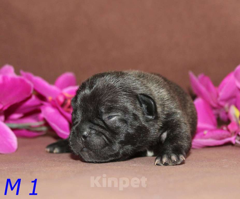 Собаки в Брянске: Французский бульдог щенки Мальчик, 30 000 руб. - фото 8