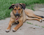 Собаки в Смоленске: Соня ищет дом. Девочка, Бесплатно - фото 3