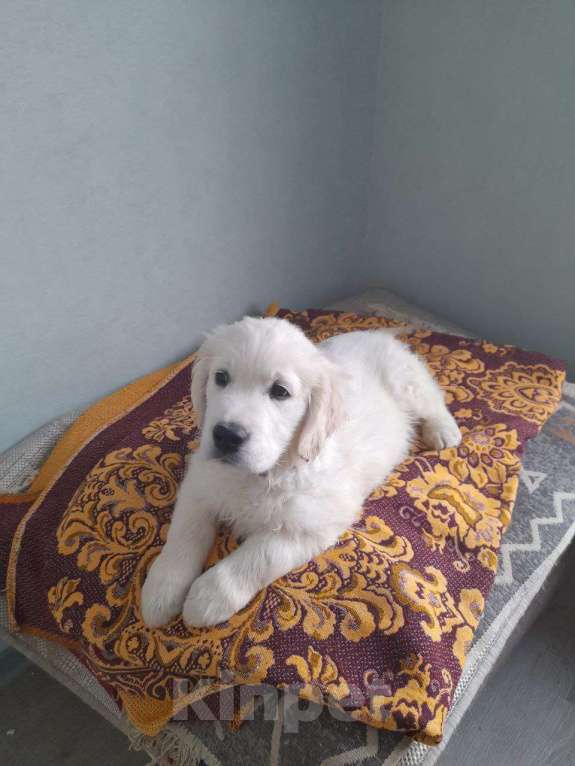 Собаки в других городах Московской области: Супер щенки от международных чемпионов Мальчик, Бесплатно - фото 8