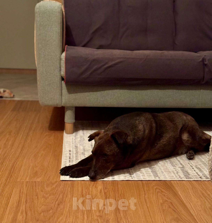 Собаки в Солнечногорске: Домашняя маленькая собачка в поисках дома Девочка, Бесплатно - фото 8