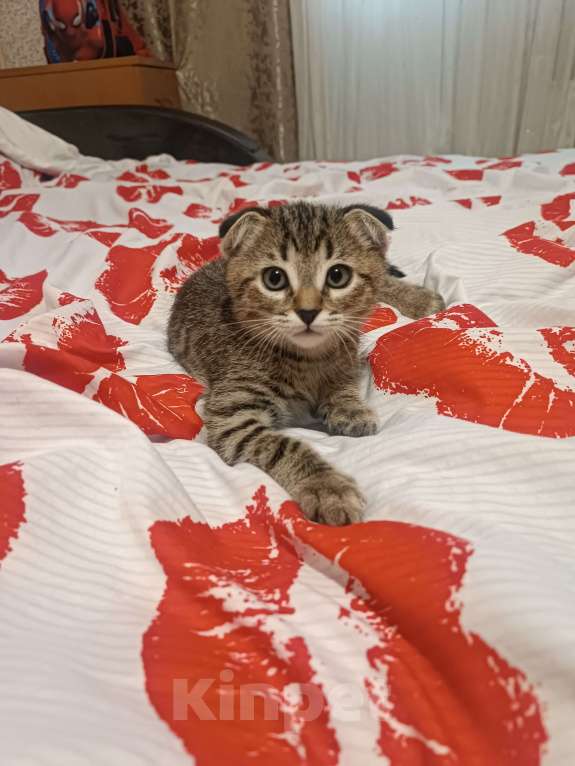 Кошки в Москве: Продам котенка  Мальчик, 5 000 руб. - фото 7