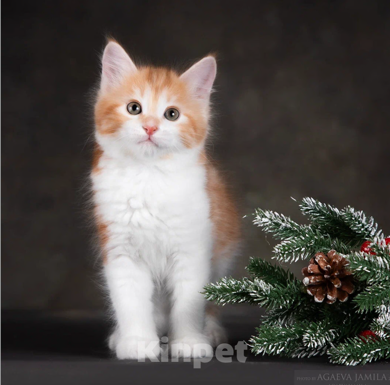 Кошки в других городах Московской области: Кошка Зария Девочка, 55 000 руб. - фото 4