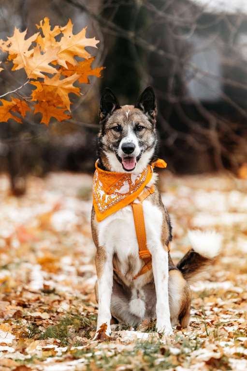 Собаки в Москве: Солнечный Гера ищет дом Мальчик, Бесплатно - фото 3