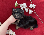 Собаки в Москве: Чёрный йорк мальчик стандарт без перецвета Мальчик, 50 000 руб. - фото 10