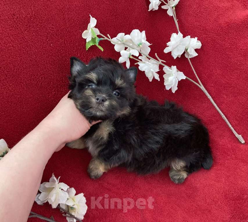 Собаки в Москве: Чёрный йорк мальчик стандарт без перецвета Мальчик, 50 000 руб. - фото 10