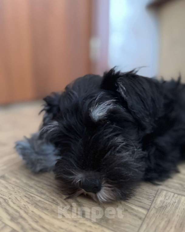 Собаки в Москве: Цвергшнауцер щенок Мальчик, 50 000 руб. - фото 5