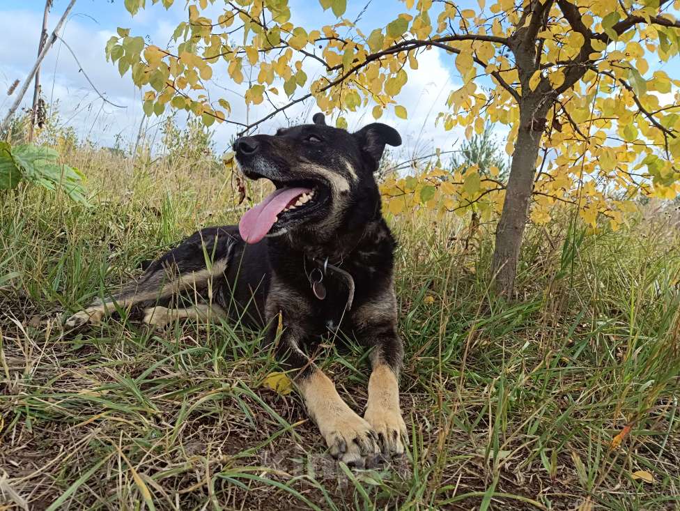 Собаки в других городах Пермского края: Брутальный внешне, а внутри мамочник Мальчик, Бесплатно - фото 9
