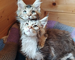 Кошки в Санкт-Петербурге: Котята мейн-кун Мальчик, 25 000 руб. - фото 8