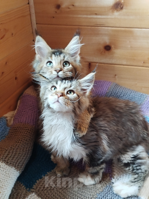 Кошки в Санкт-Петербурге: Котята мейн-кун Мальчик, 25 000 руб. - фото 8