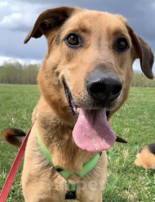 Собаки в Москве: Несчастный пес Брэд — с детства до 4 лет в приюте Мальчик, Бесплатно - фото 6