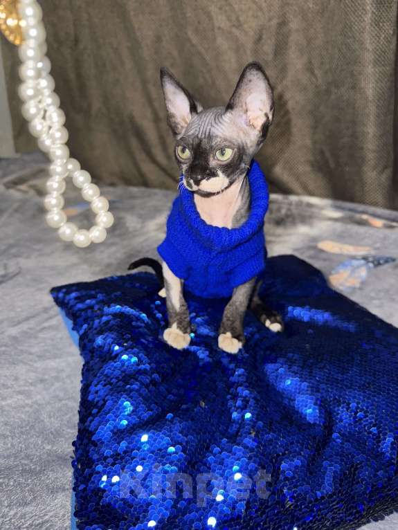 Кошки в других городах Московской области: Котёнок Сфинкс Мальчик, 18 000 руб. - фото 6