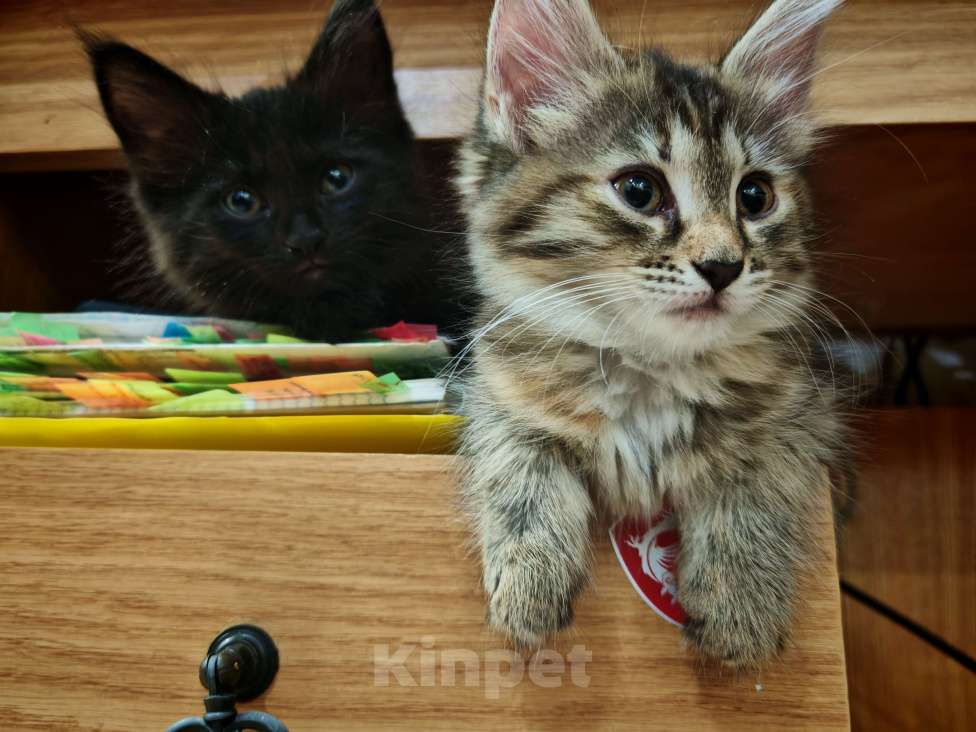 Кошки в Уфе: Ириска Девочка, Бесплатно - фото 3