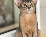 Кошки в Севастополе: Абиссинские котята  Мальчик, 50 000 руб. - фото 4