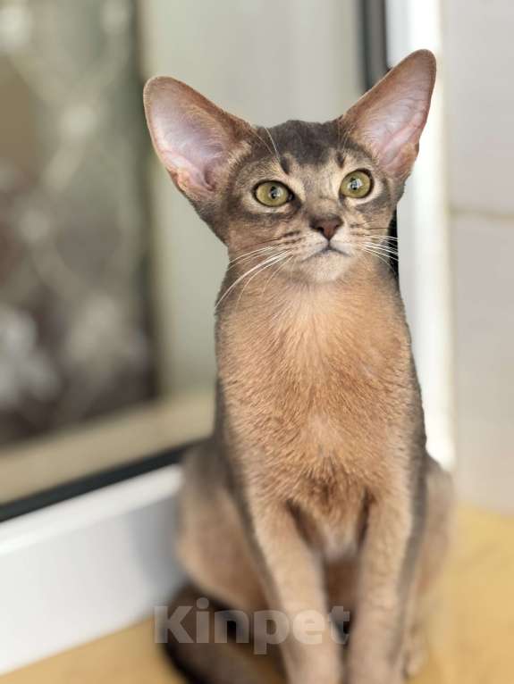 Кошки в Севастополе: Абиссинские котята  Мальчик, 50 000 руб. - фото 4