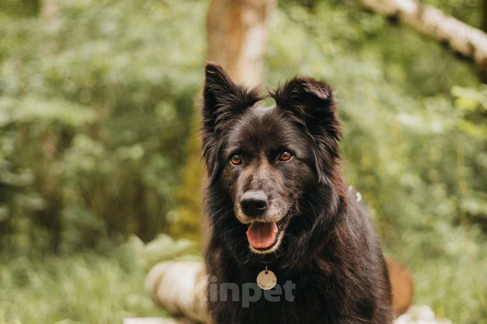 Собаки в Москве: Тихая Сакура ищет дом! Девочка, Бесплатно - фото 2