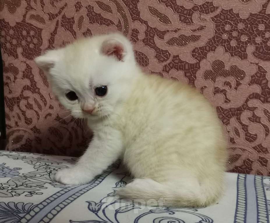 Кошки в Москве: Британские котята  Мальчик, 15 000 руб. - фото 2
