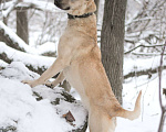 Собаки в Электростали: Джесси - очаровательная егоза в дар Девочка, Бесплатно - фото 5