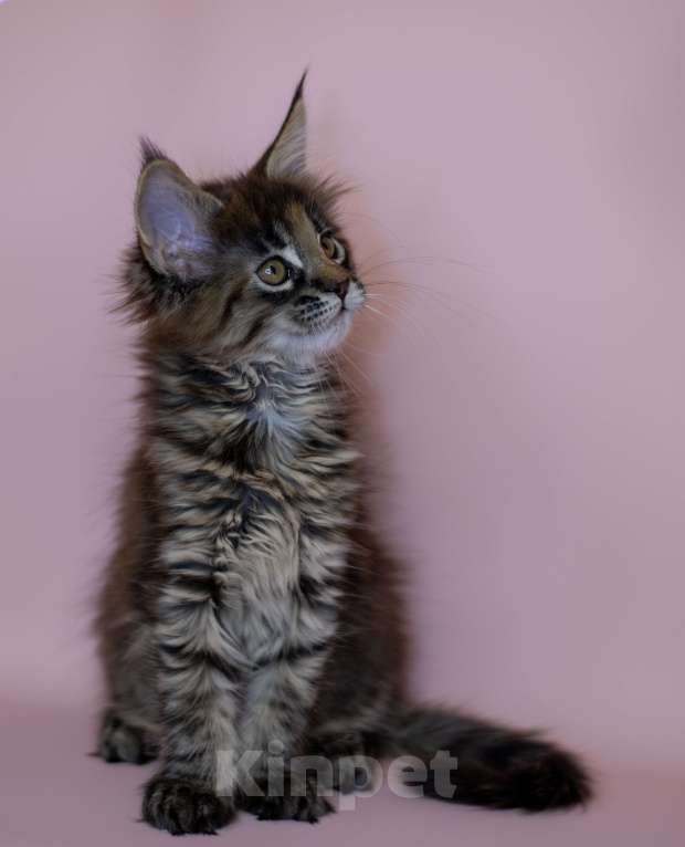 Кошки в Красноярске: Котята Мейн Кун Разнополые, 50 000 руб. - фото 5