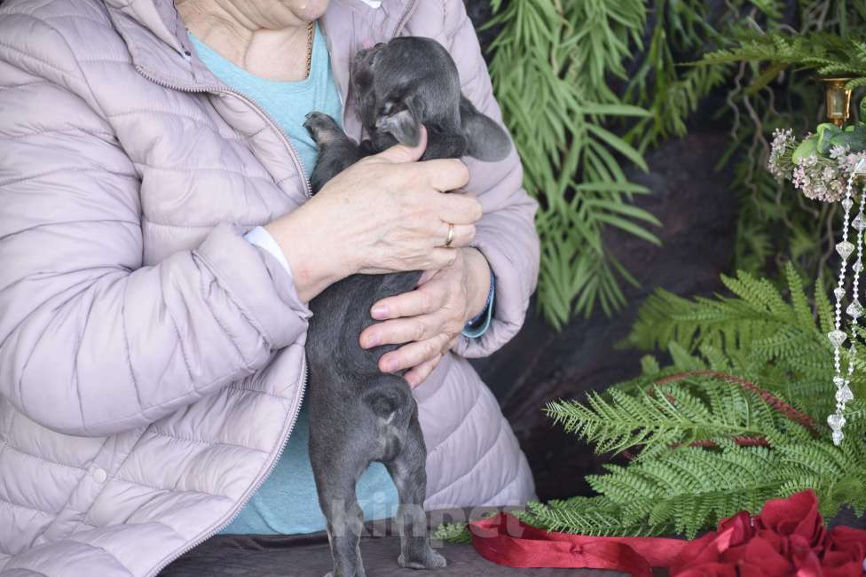 Собаки в Москве: девочка маленькая мини лилак тан Девочка, 85 000 руб. - фото 2