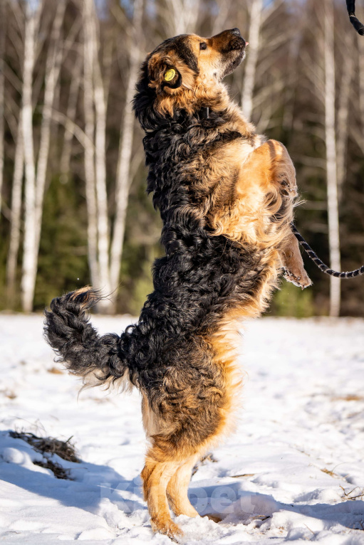 Собаки в Клине: Шарпундель — невероятный пёс Мальчик, Бесплатно - фото 3