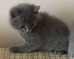 Кошки в Нижнем Новгороде: Котята британской породы Девочка, Бесплатно - фото 1