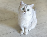Кошки в Москве: Богиня ищет новый дом Девочка, 15 000 руб. - фото 1