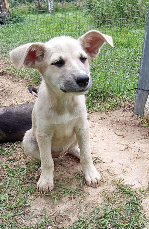 Собаки в Москве: Маленькое облачко Бэлла, ласковый щеночек в добрые руки Девочка, 10 руб. - фото 5