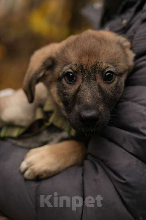 Собаки в Санкт-Петербурге: Девочка 1 Девочка, Бесплатно - фото 2