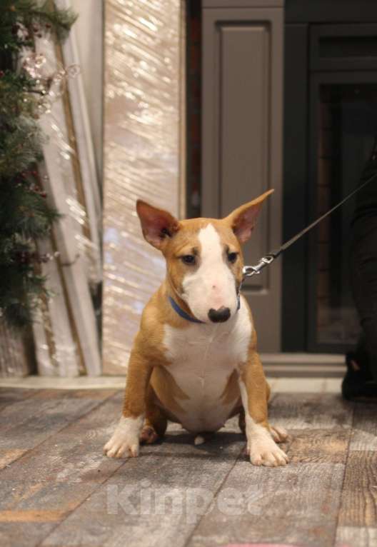 Собаки в Всеволожске: ММ ОКИНАВА ОСЕННИЙ ВАЛЬС Девочка, 80 000 руб. - фото 5