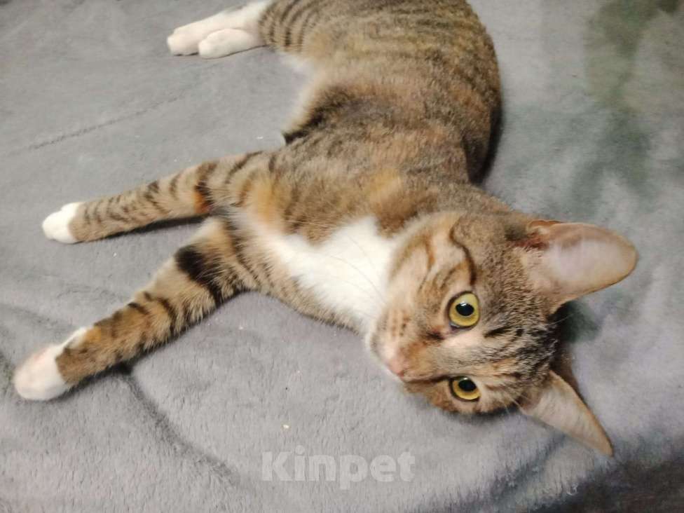 Кошки в Москве: Дорожное происшествие  Девочка, Бесплатно - фото 3