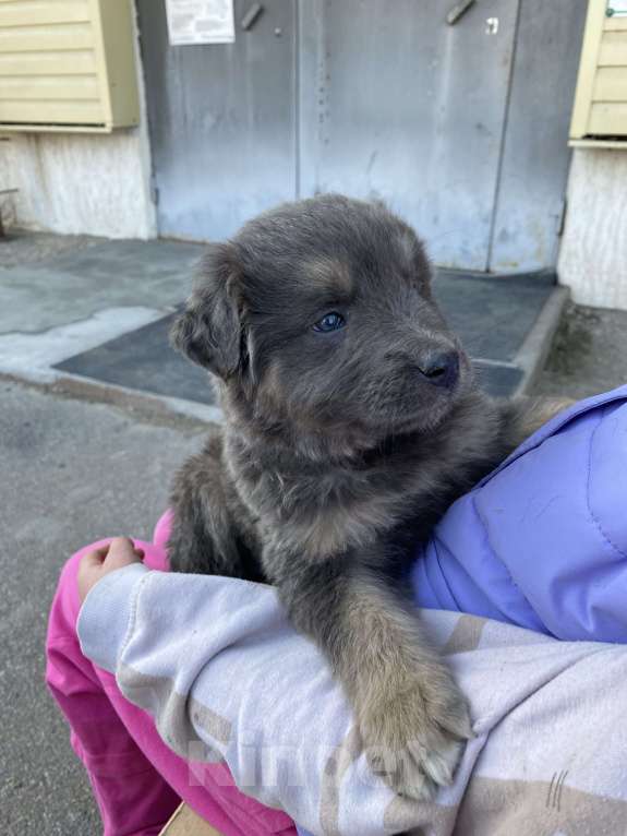 Собаки в Туле: Щенки в добрые руки  Мальчик, Бесплатно - фото 2