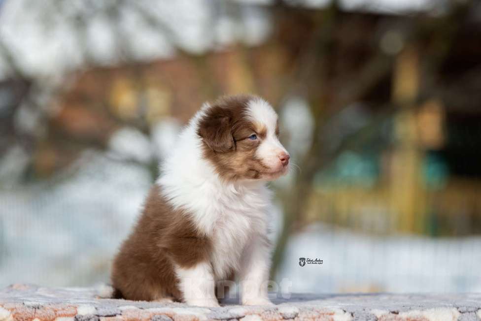 Собаки в Москве: Австралийская овчарка, щенок Мальчик, 70 000 руб. - фото 4