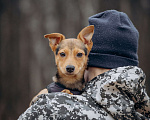 Собаки в Москве: Щенок в добрые руки Девочка, Бесплатно - фото 6