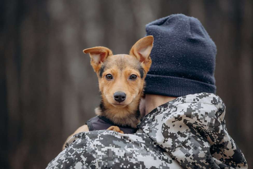 Собаки в Москве: Щенок в добрые руки Девочка, Бесплатно - фото 6