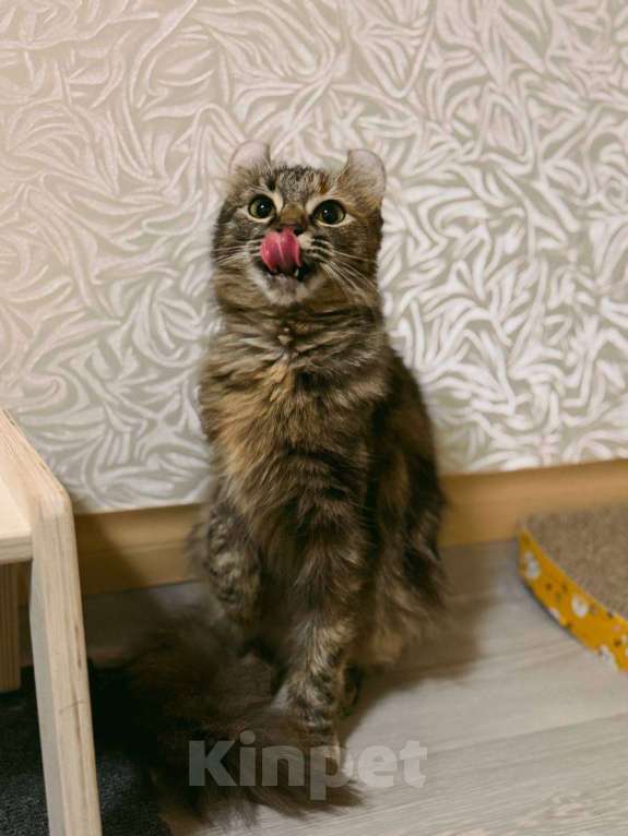 Кошки в Балашихе: Американский керл Мокка Девочка, Бесплатно - фото 3