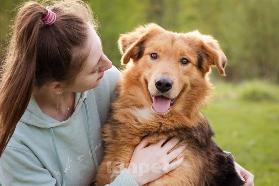 Собаки в Москве: Молодой, уравновешенный мальчик с золотым характером Мальчик, Бесплатно - фото 4