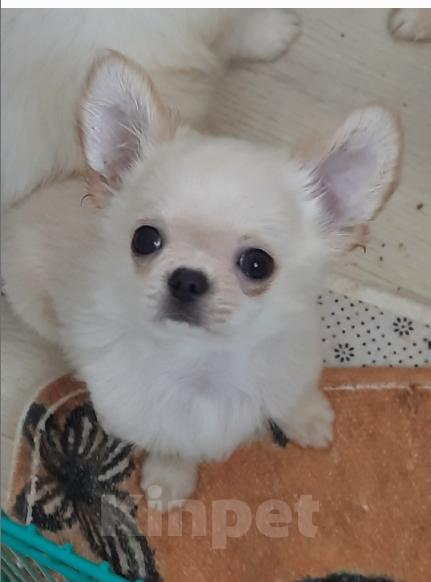 Собаки в Москве: мальчик чихуахуа светлого окраса Мальчик, 20 000 руб. - фото 3