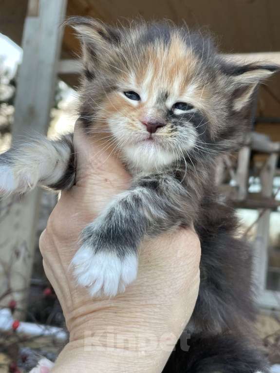 Кошки в других городах Ленинградской области: Котята Мейн Кун  Мальчик, 60 000 руб. - фото 3