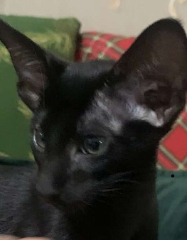 Ориентальный котик