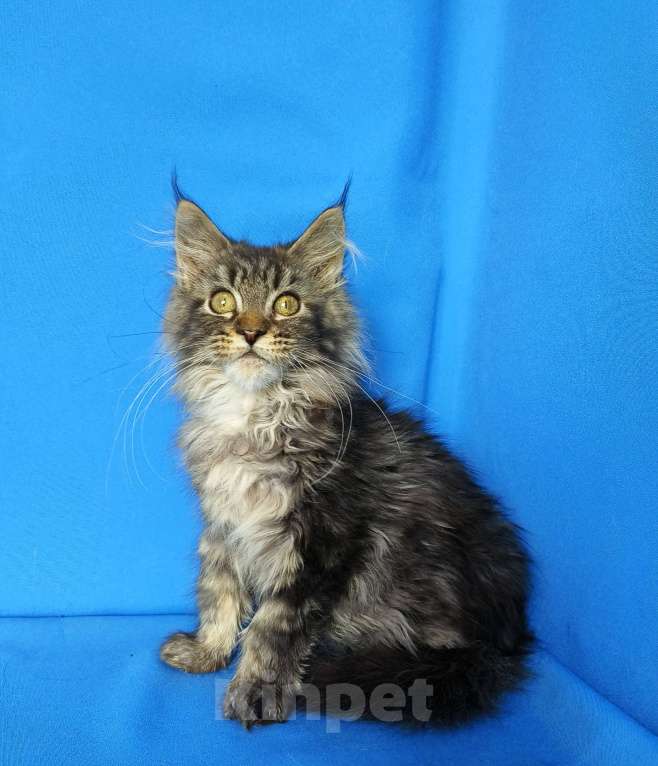 Кошки в Москве: Котёнок Мейн-кун Девочка Девочка, 45 000 руб. - фото 2