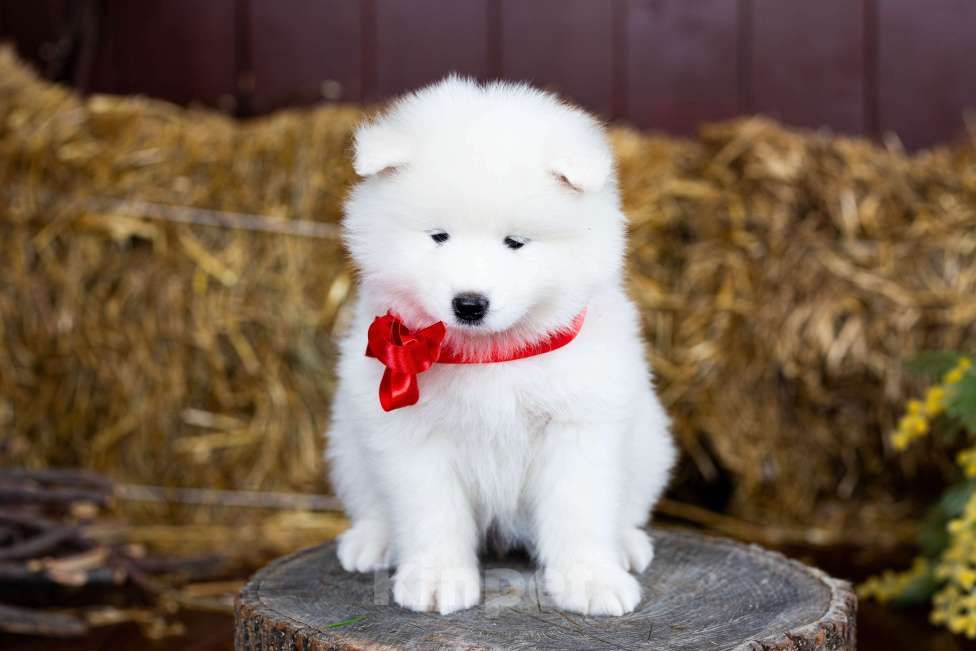 Собаки в Ижевске: Щенки самоеда Мальчик, 50 000 руб. - фото 2