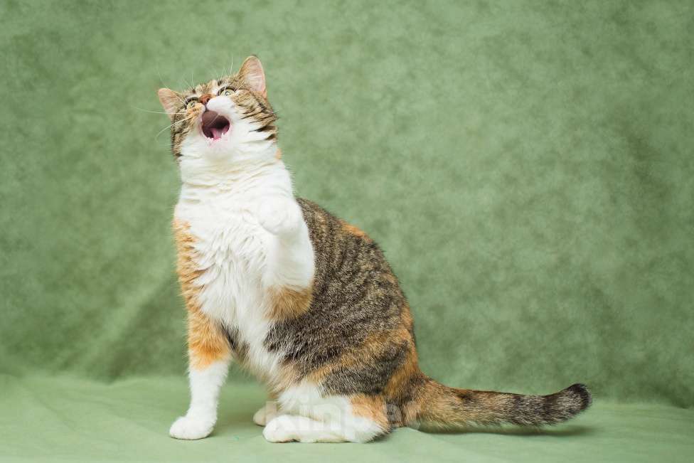 Кошки в Москве: Кошечка Габи в добрые руки Девочка, Бесплатно - фото 6