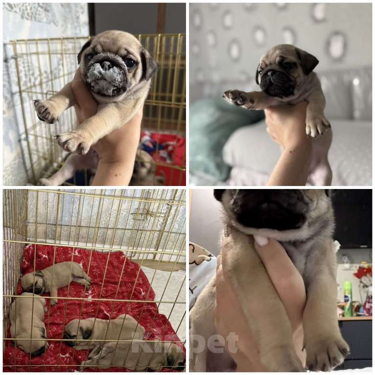 Собаки в Омске: Щенки мопса Девочка, Бесплатно - фото 2