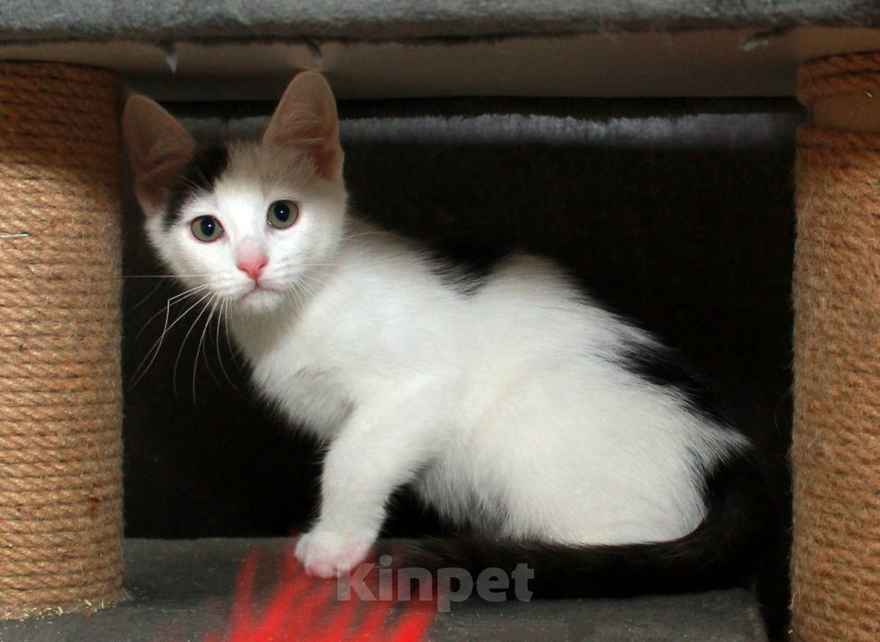 Кошки в Калуге: Бьянка, кошечка с чёлочкой. Котенок в добрые руки. Девочка, Бесплатно - фото 4