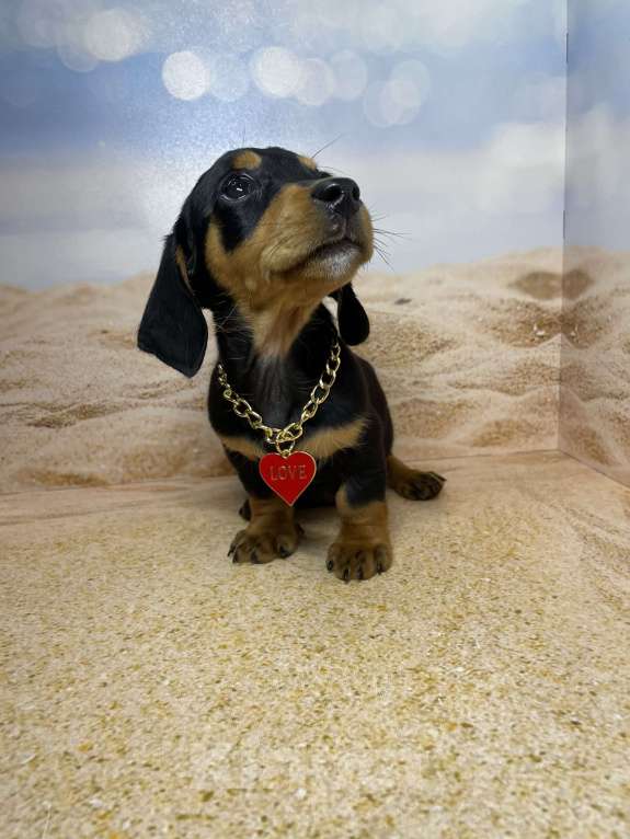 Собаки в Москве: Такса мини мальчик клубный Мальчик, 35 000 руб. - фото 2