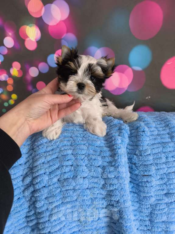 Собаки в Пушкино: Мини мальчик биверенок  Мальчик, 50 000 руб. - фото 2