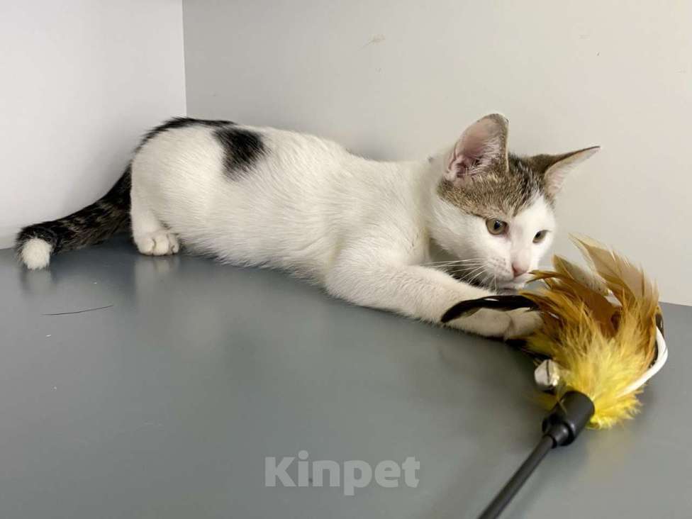 Кошки в Москве: Котенок-подросток в шапочке в добрые руки Мальчик, Бесплатно - фото 8