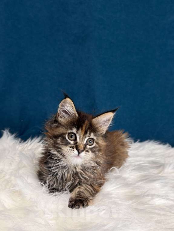 Кошки в Москве: Котенок мейн-кун, девочка Девочка, 70 000 руб. - фото 6