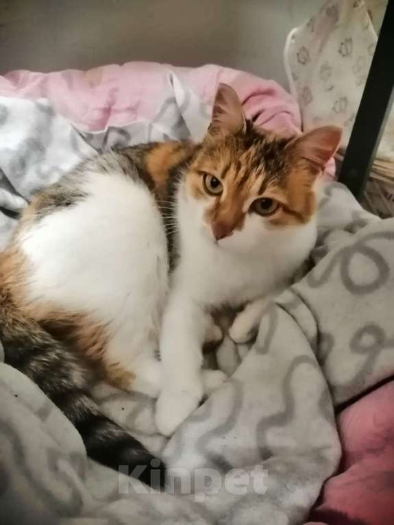 Кошки в Хотьково: (✿Особенная кошечка в добрые руки ✿) Девочка, Бесплатно - фото 4